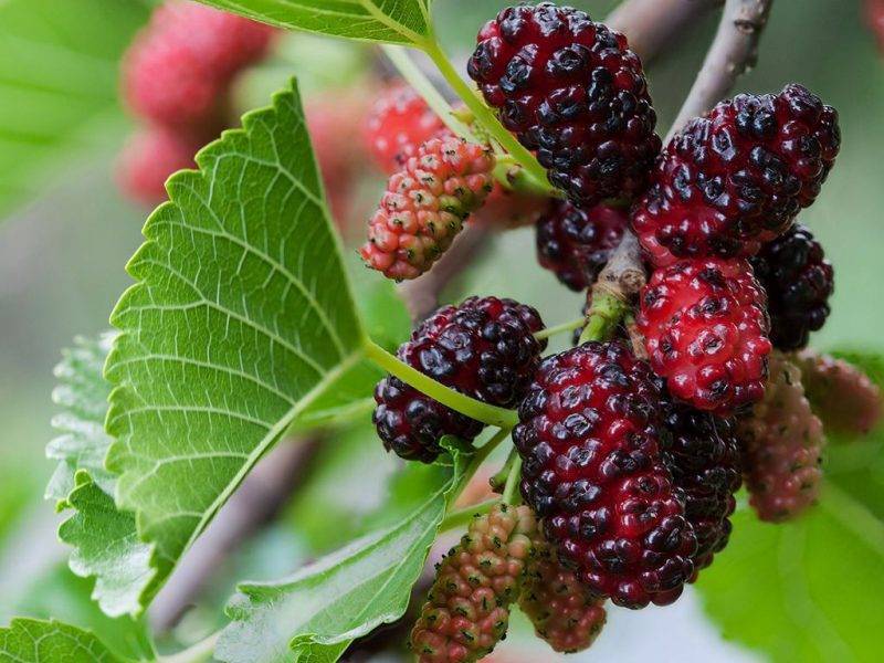Шелковица купить саженцы из питомнике в Волхове