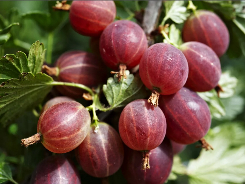 Крыжовник купить саженцы из питомника в Волхове