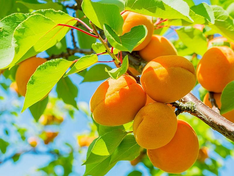 Абрикос купить саженцы из питомнике в Волхове