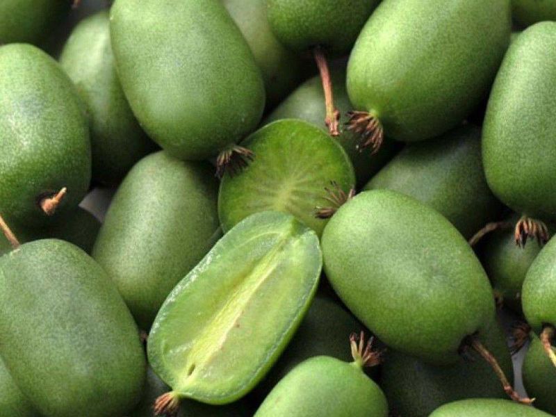 Актинидия купить саженцы из питомнике в Волхове