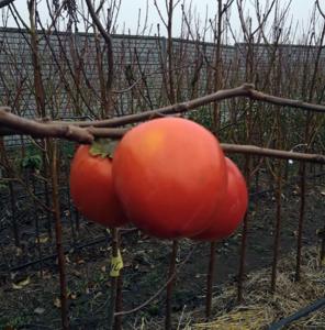 Хурма "ГОРА ГОВЕРЛА" (октябрь)