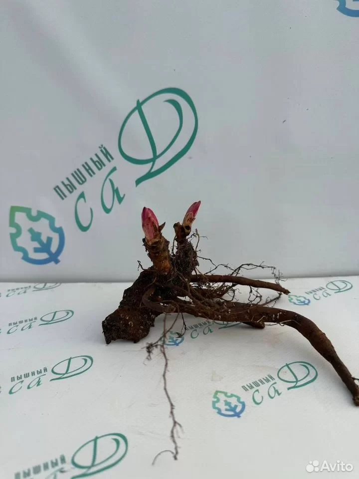 Пион "КРАСНЫЙ ГИГАНТ"